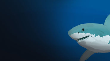 The Shark T - PS5