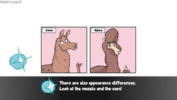 Alpaca Wonders Why - PS5
