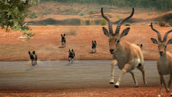 Afrika - PS3